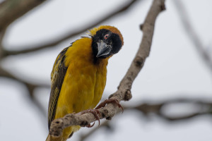 Uganda - Gelber Vogel sitzt auf einem Ast | Gebeco