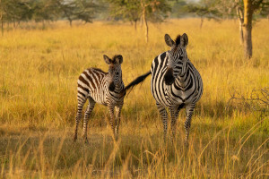 Uganda - Zebrafohlen mit Zebrastute in der Akazien-Savanne | Gebeco