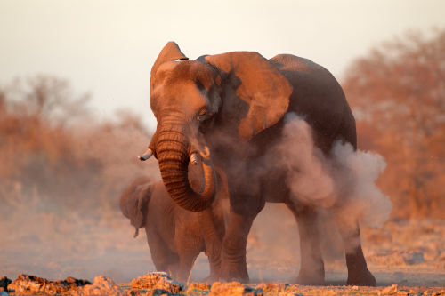 Elefant Namibia | Gebeco