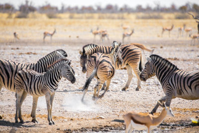 Namibia Zebras | Gebeco