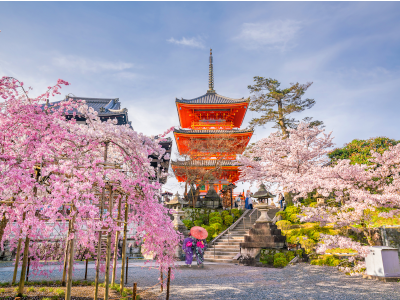 Ein Tempel in Japan, umgeben von blühenden Kirschbäumen