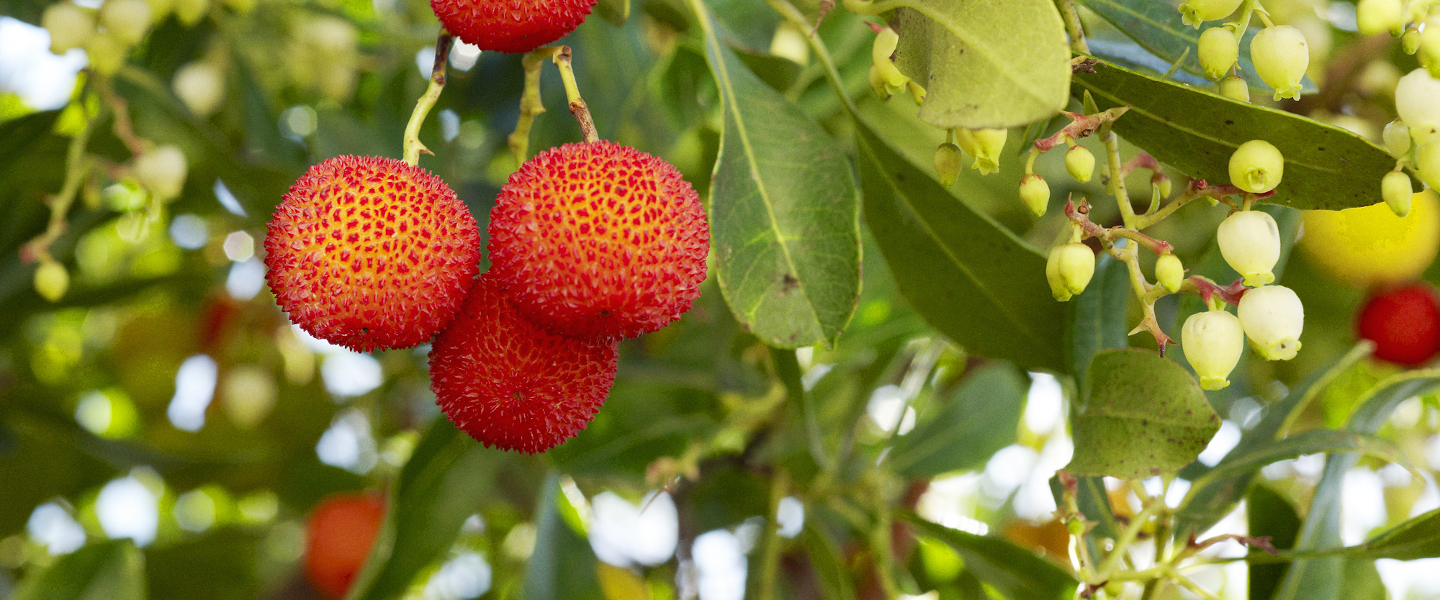 Rote Früchte an der Algarve | Gebeco