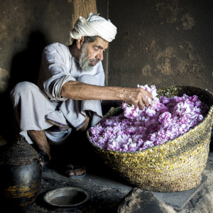 Omani bei der Rosenblütenernte im Hajar Gebirge Oman | Gebeco