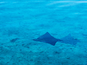 Adlerrochen vor Bora Bora | Gebeco