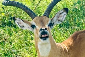 Impala-Sichtung auf Safari-Fahrt durch Steppe, Kenia | Gebeco