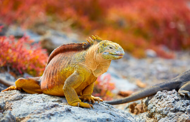 Galapagosinseln in Ecuador | Gebeco