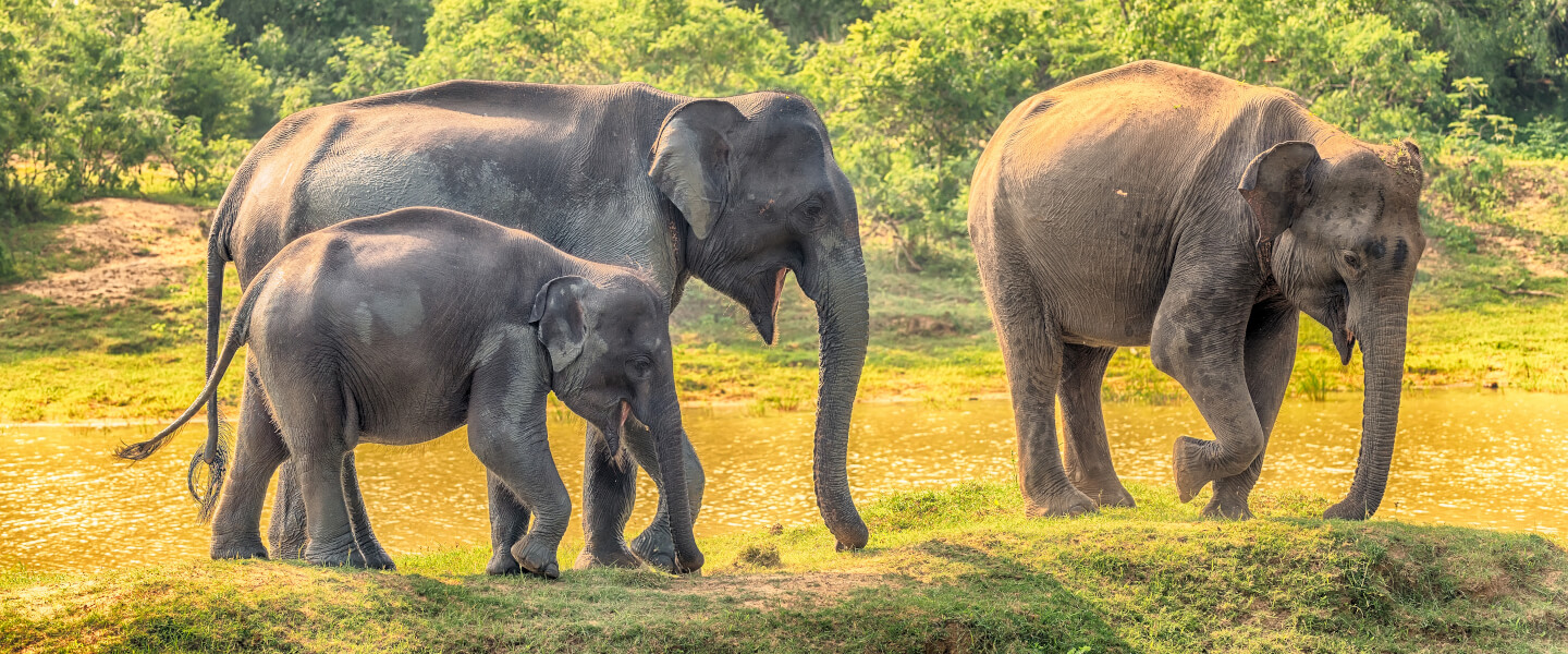 Yala Nationalpark