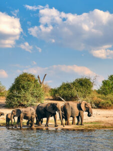 Elefantenherde in Botswana | Gebeco
