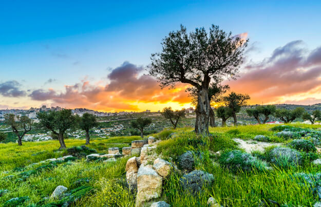 Blick auf Olivenbäume und Bethlehem in Israel | Gebeco