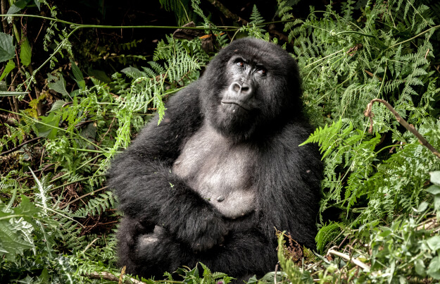 Zu den Ländertipps für Uganda