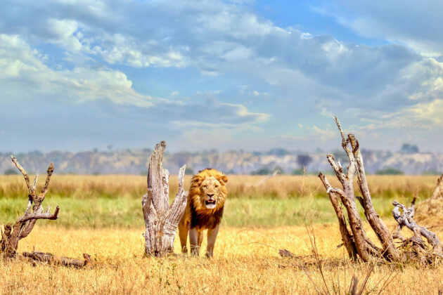 Löwe im trockenen Grasland des Chobe-Nationalparks in Botswana zwischen toten Baumstämmen. | Gebeco