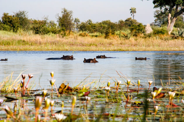 Flusspferde im Okavango-Delta zwischen Seerosen und Flussvegetation in Botswana. | Gebeco