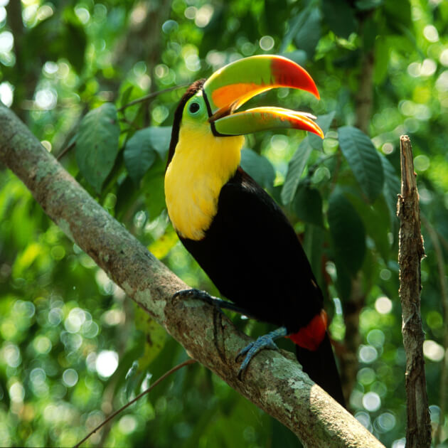 Tukan im Manuel-Antonio-Nationalpark