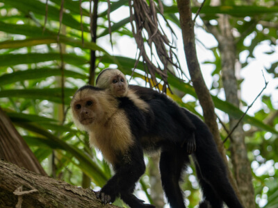 Affe im Nationalpark Cahuita auf Costa Rica | Gebeco
