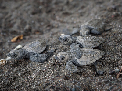 Babyschildkröten im Nationalpark auf Costa Rica | Gebeco
