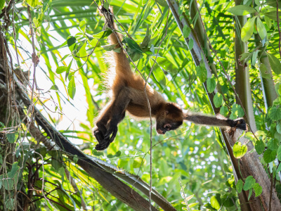 Affe im Nationalpark Tortugueroauf Costa Rica | Gebeco