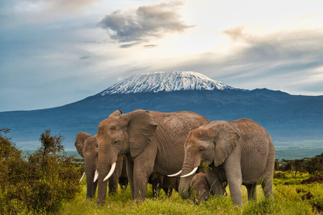 Elefantenherde vor dem Kilimandscharo im Amboseli-Nationalpark in Kenia bei bewölktem Himmel. | Gebeco