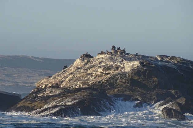 Seelöwen ruhen auf einem Felsen im Meer vor der Küste von Lüderitz, Namibia. | Gebeco
