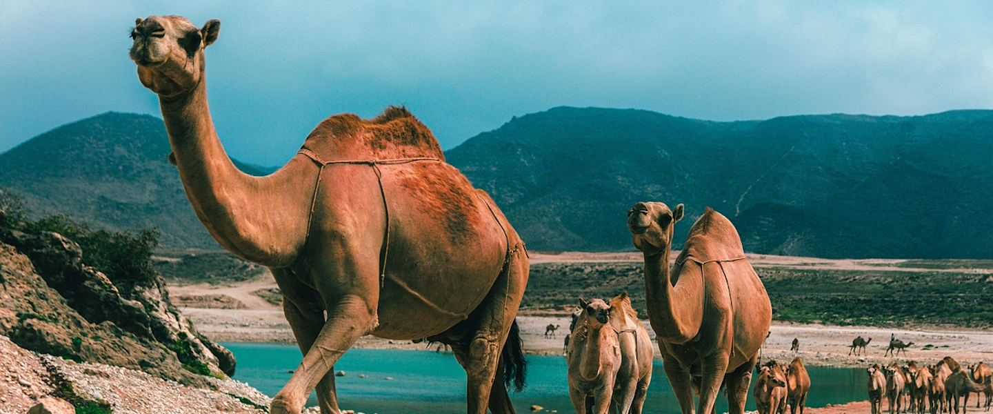 Dhofar