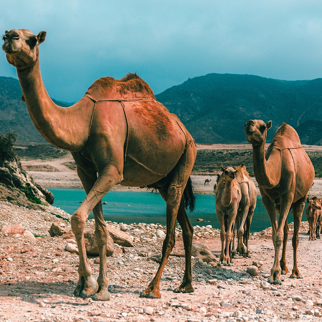 Zu den Informationen über Dhofar