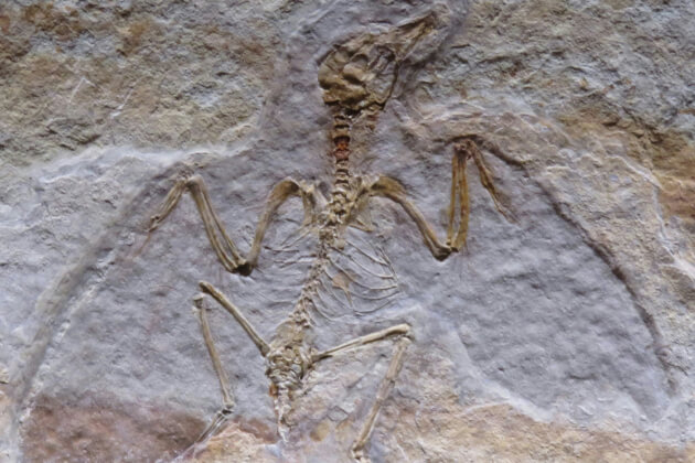 Fossil eines urzeitlichen Flugsauriers in Gesteinsschicht – Detailaufnahme eines Skeletts mit ausgebreiteten Flügeln. | Gebeco 