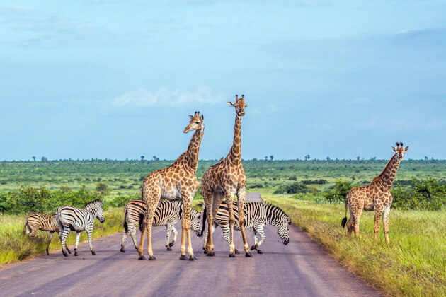 Giraffen und Zebras überqueren Straße im Krüger-Nationalpark, Südafrika, bei Tageslicht. | Gebeco 