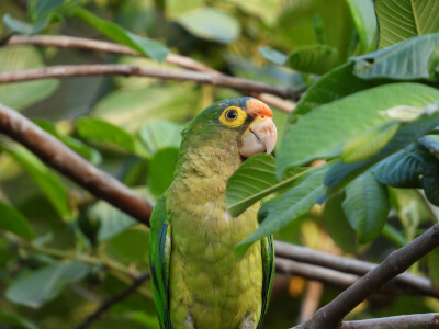 Papagei im Corcovado Nationalpark auf Costa Rica | Gebeco