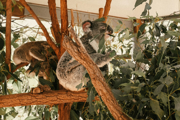 Koalas im Lone Pine Koala Sanctuary in Brisbane – Australiens ältestem Koala-Schutzgebiet. | Gebeco