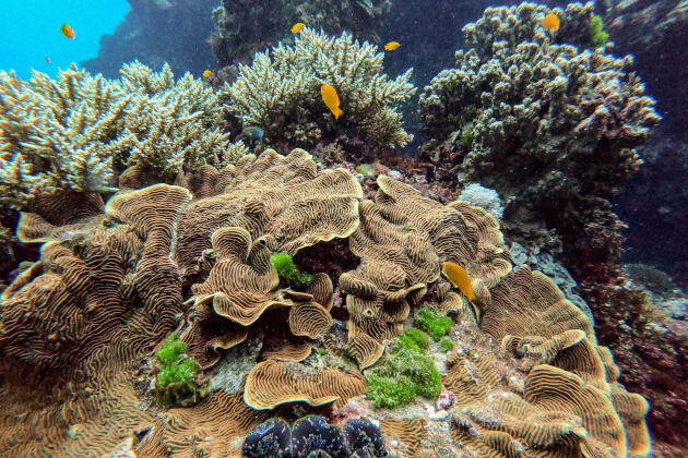 Nahaufnahme bunter Korallen und tropischer Fische im Great Barrier Reef, Australien. | Gebeco