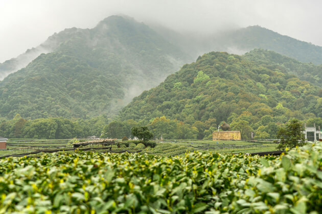 Teeplantage in Hangzhou vor nebelverhangenen Hügeln in China. | Gebeco
