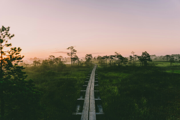 Malerischer Holzbohlenweg durch das Hochmoor im Lahemaa Nationalpark bei Sonnenaufgang in Estland. | Gebeco