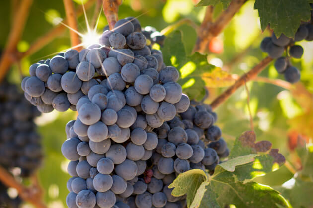 Reife blaue Weintrauben im Sonnenlicht an einem Weinstock. | Gebeco