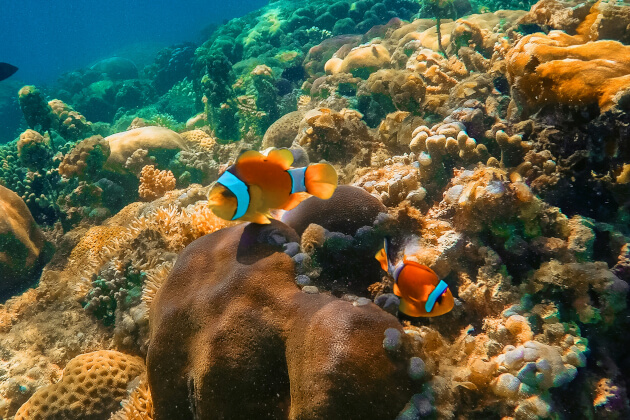 Zwei Clownfische schwimmen über ein lebendiges Korallenriff in Bora Bora, Französisch-Polynesien. | Gebeco