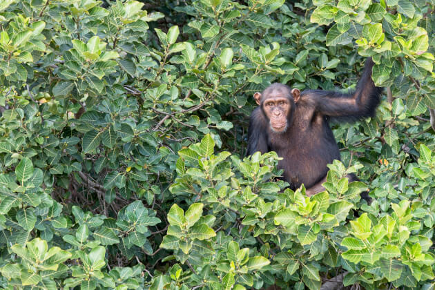 Schimpanse im Dickicht des River Gambia Nationalparks – Lebensraum gefährdeter Primatenarten. | Gebeco