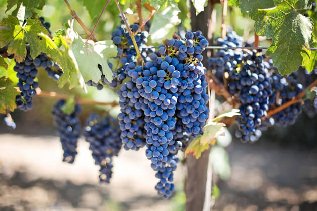Reife Pinot-Noir-Trauben im Gibbston Valley Weinbaugebiet bei Queenstown, Neuseeland. | Gebeco