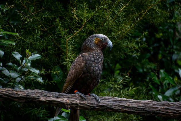 Neuseeländischer Kākā-Papagei auf Ast im Zealandia-Reservat in Wellington vor dichtem Grün. | Gebeco