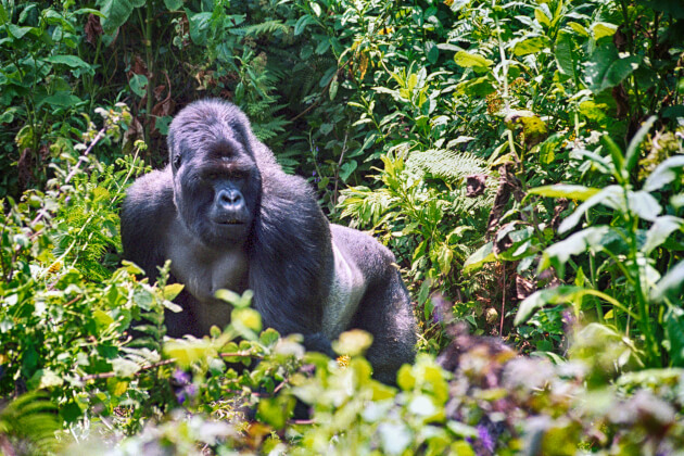 Berggorilla im Volcanoes-Nationalpark in Ruanda umgeben von dichtem Regenwald. | Gebeco