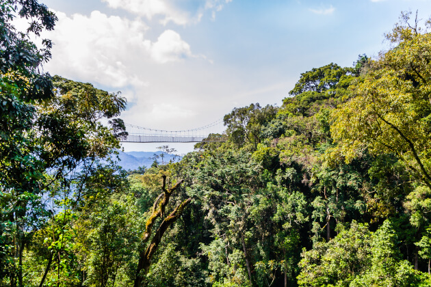 Hängebrücke über dem Regenwald im Nyungwe Forest Nationalpark in Ruanda. | Gebeco