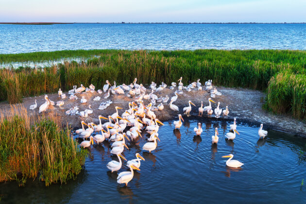 Pelikane im Donau-Delta in Rumänien zwischen Schilfinseln und flachem Lagunenwasser bei Sonnenuntergang. | Gebeco
