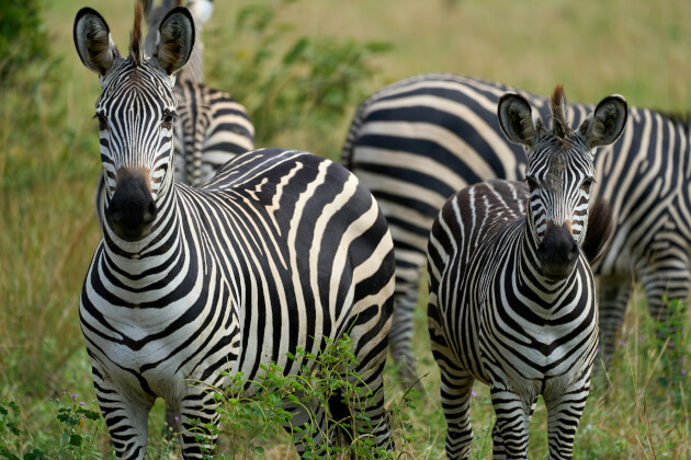 Zebraherde im South Luangwa Nationalpark in Sambia auf einer offenen Grasfläche in natürlicher Umgebung. | Gebeco