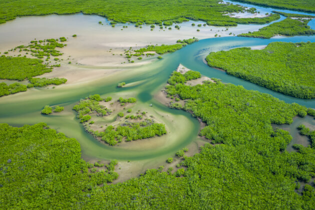 Luftaufnahme der Mangroven in der Casamance-Region in Südsenegal mit verzweigten Wasserarmen. | Gebeco