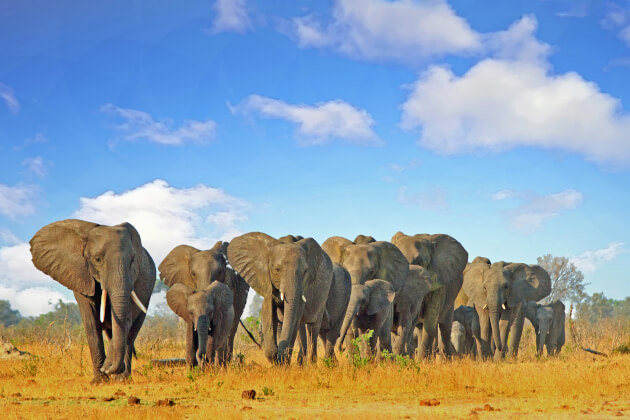 Elefantenherde in der Trockenzeit im Hwange-Nationalpark in Simbabwe unter blauem Himmel. | Gebeco