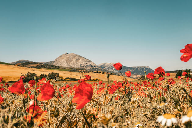 Blühendes Mohnfeld in Andalusien vor goldenen Feldern und Bergen unter klarem Himmel im Sommer. | Gebeco