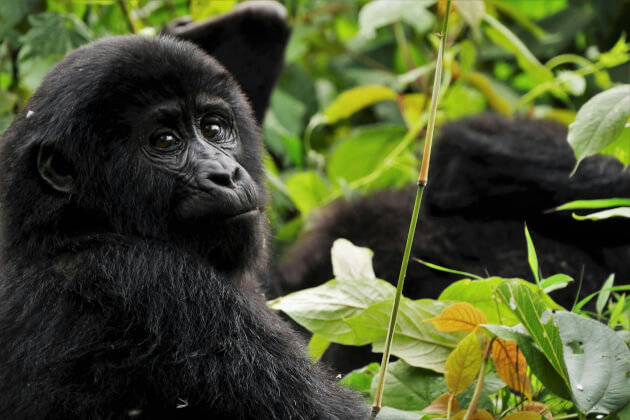 Junger Berggorilla im Bwindi Impenetrable Nationalpark in Uganda, umgeben von dichtem Regenwald. | Gebeco