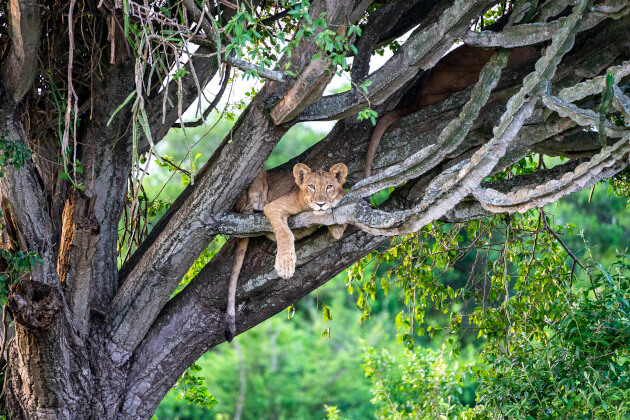 Baumkletternder Löwe im Queen Elizabeth Nationalpark in Uganda – seltenes Verhalten in freier Wildbahn. | Gebeco