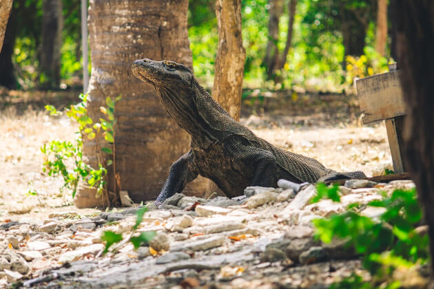 Großer Komodowaran in seiner natürlichen Umgebung auf der Insel Komodo in Indonesien. | Gebeco