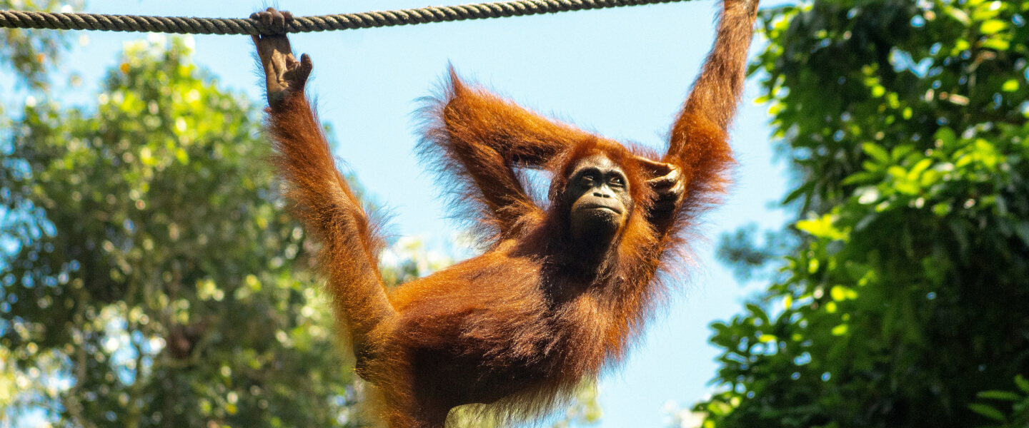 Sumatra