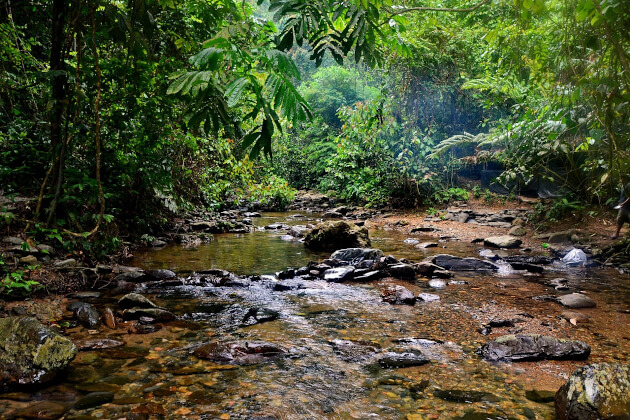 Flacher Bach fließt durch dichten Regenwald im Leuser-Nationalpark auf Sumatra. | Gebeco