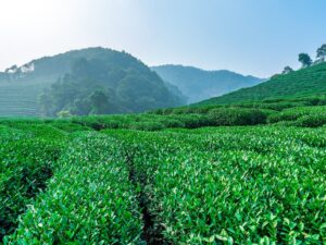 Longjingtee Plantage I Kultur- und Tourismusministerium der Provinz Zhejiang