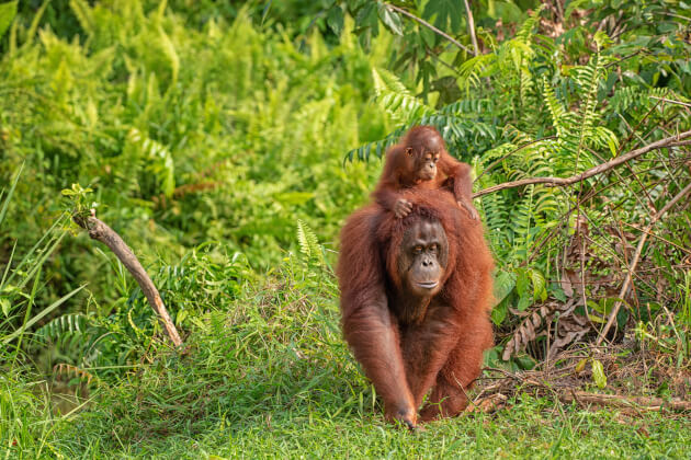 Orang-Utan-Mutter mit ihrem Jungen auf dem Rücken in grünem Regenwald. | Gebeco